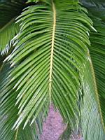 Cycas Revoluta (fam. Cycadacees) (Chine, Japon) (3) (Photo F. Mrugala)